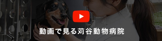 動画で見る苅谷動物病院