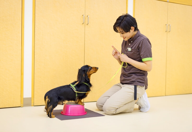 トレーニングを受けるワンちゃん