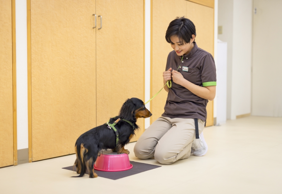 犬のしつけ教室の特徴