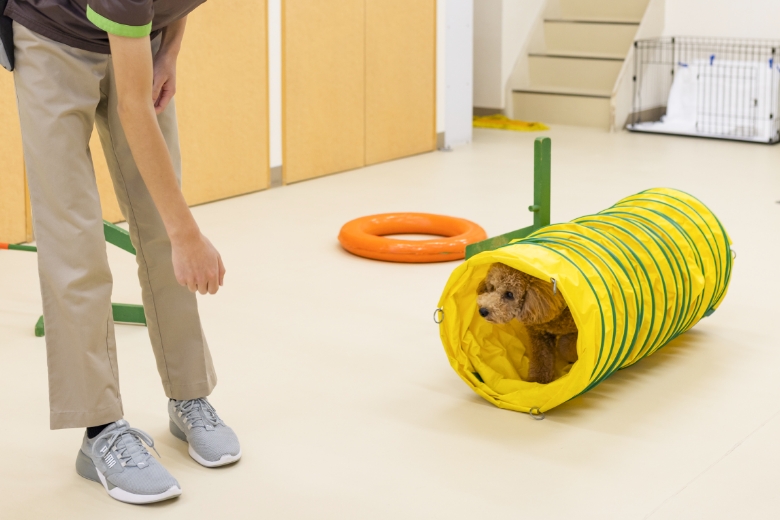 犬のしつけ教室の画像