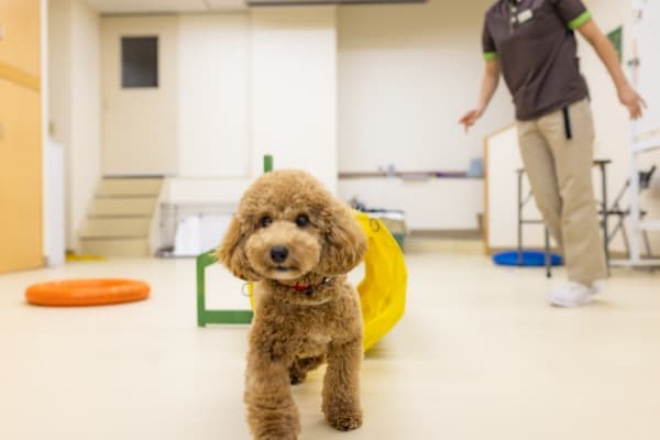 犬のしつけ教室の画像