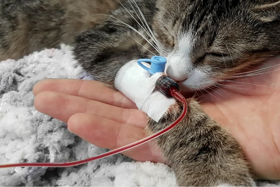 輸血献血・猫