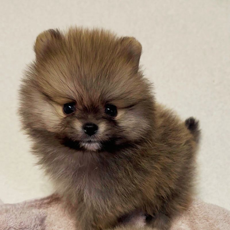 大竹様・ずんだちゃん