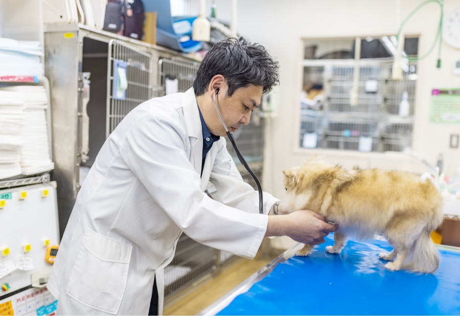 犬のメディカルチェック