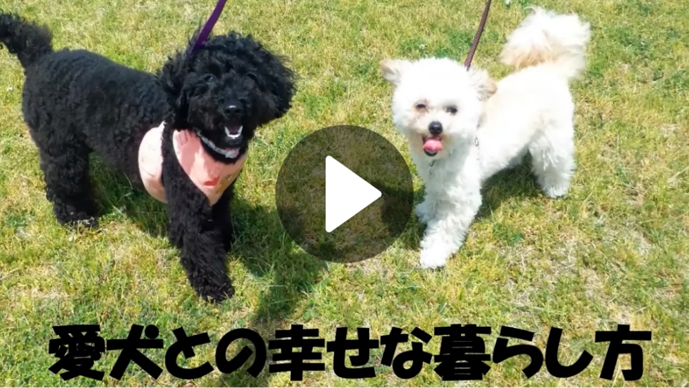 愛犬との幸せな暮らし方