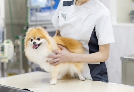 犬の混合ワクチン接種のイメージ画像