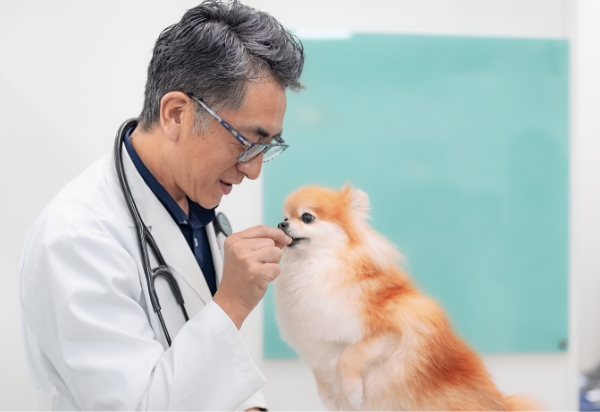犬のフィラリア予防のイメージ画像