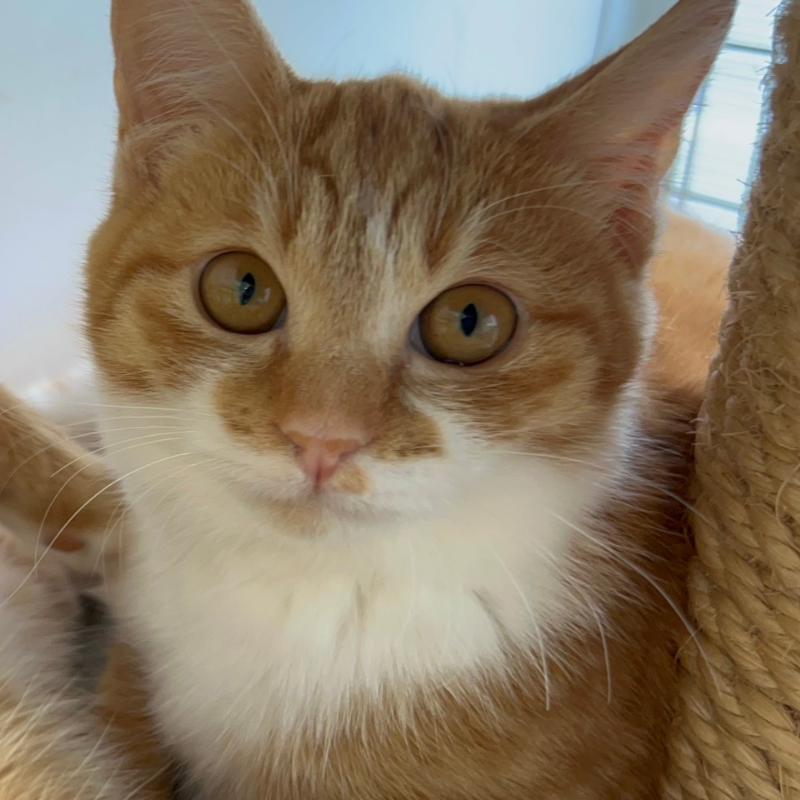 里親募集中の猫