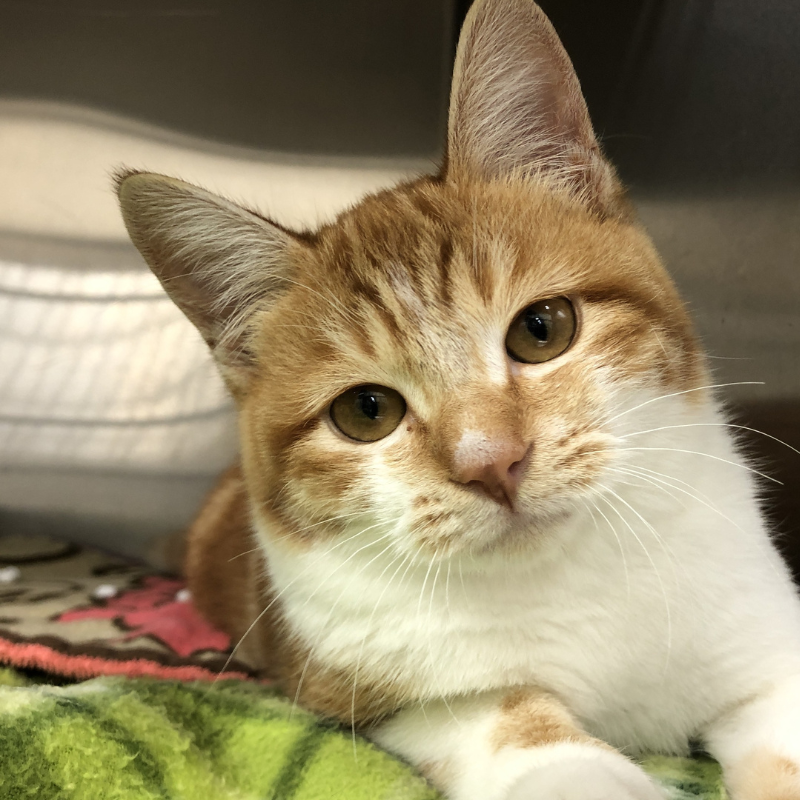 里親募集中の猫