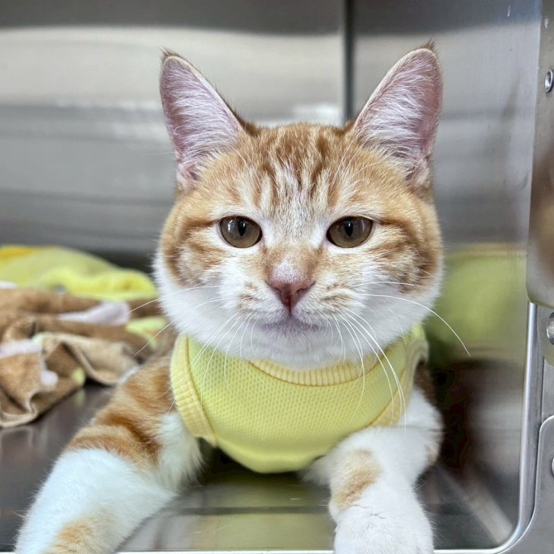 里親募集中の猫