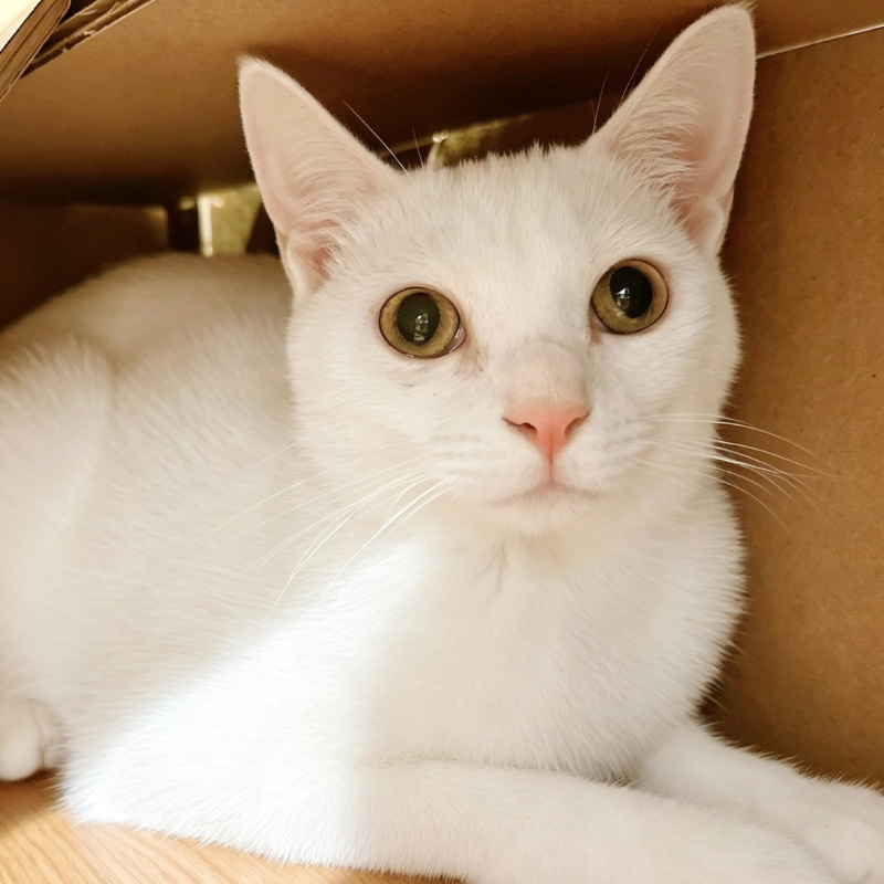 里親募集中の猫