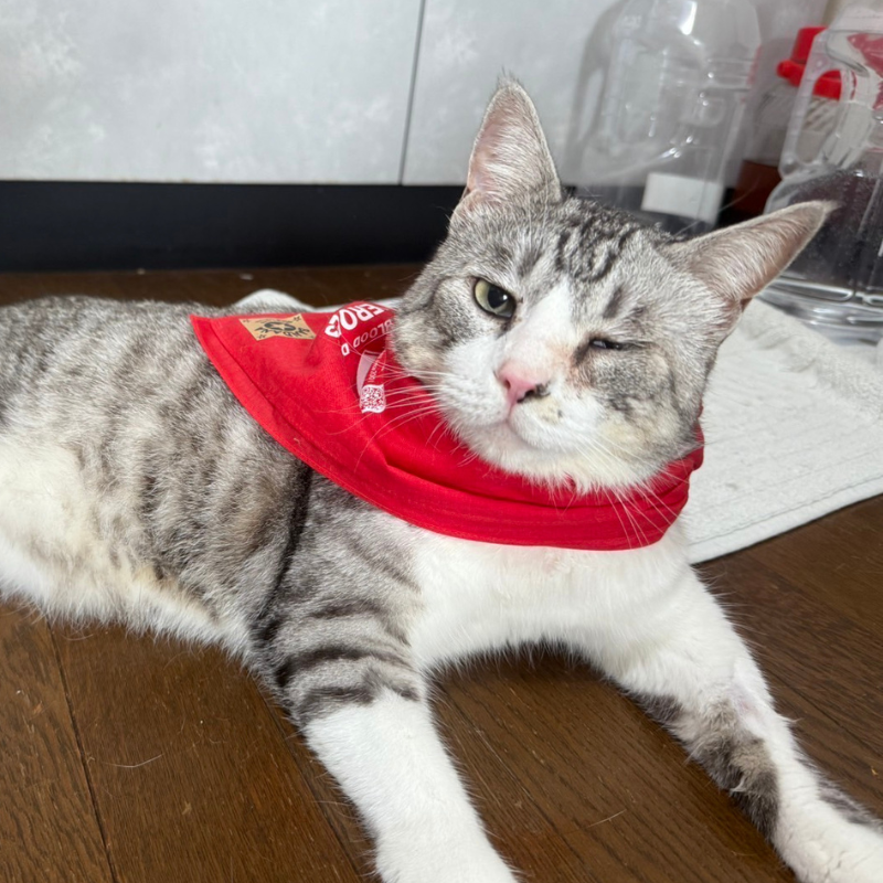 輸血・献血 | 苅谷動物病院グループ