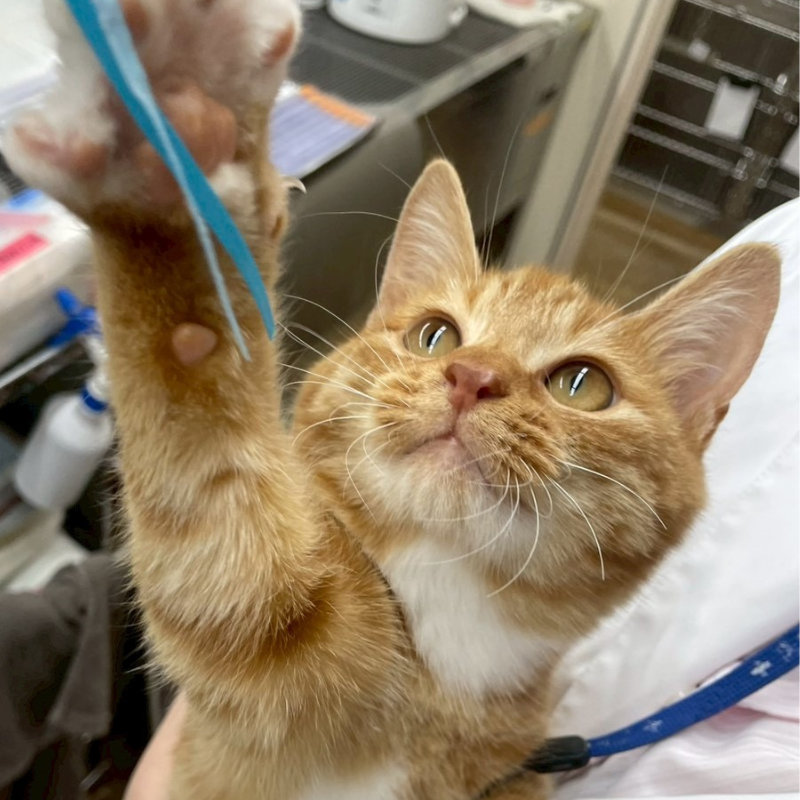 里親募集中の猫