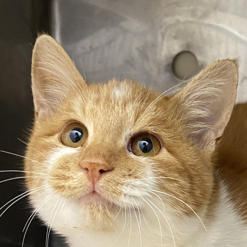 里親募集中の猫