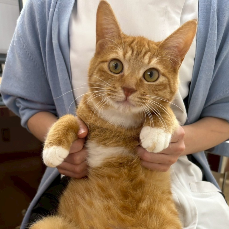 里親募集中の猫