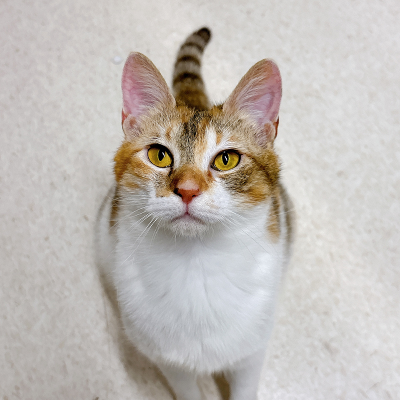里親募集中の猫