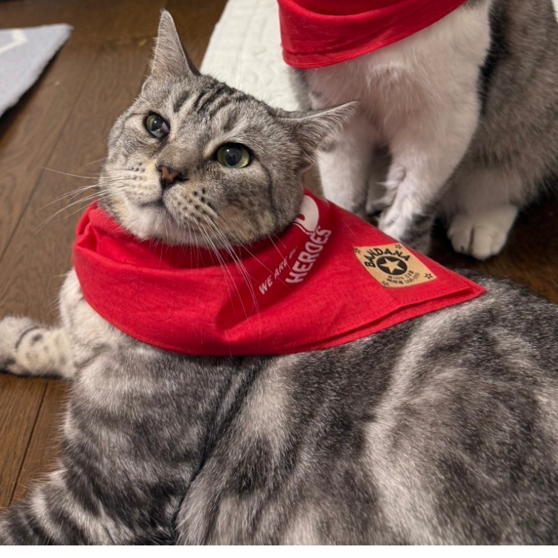 輸血・献血 | 苅谷動物病院グループ