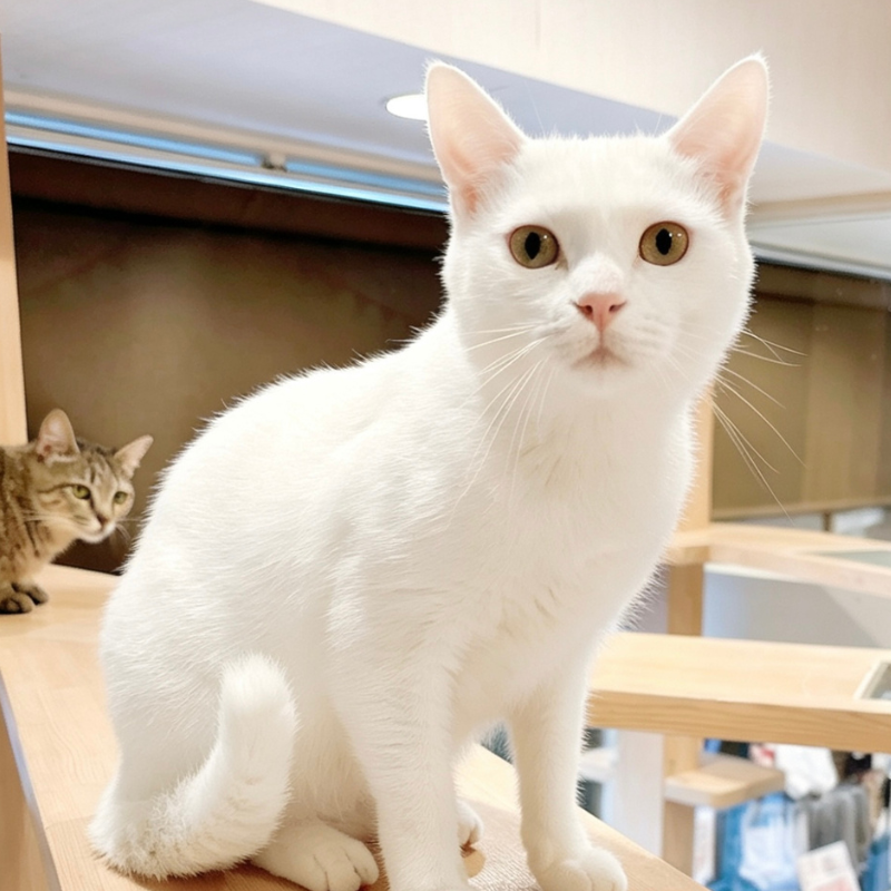 里親募集中の猫