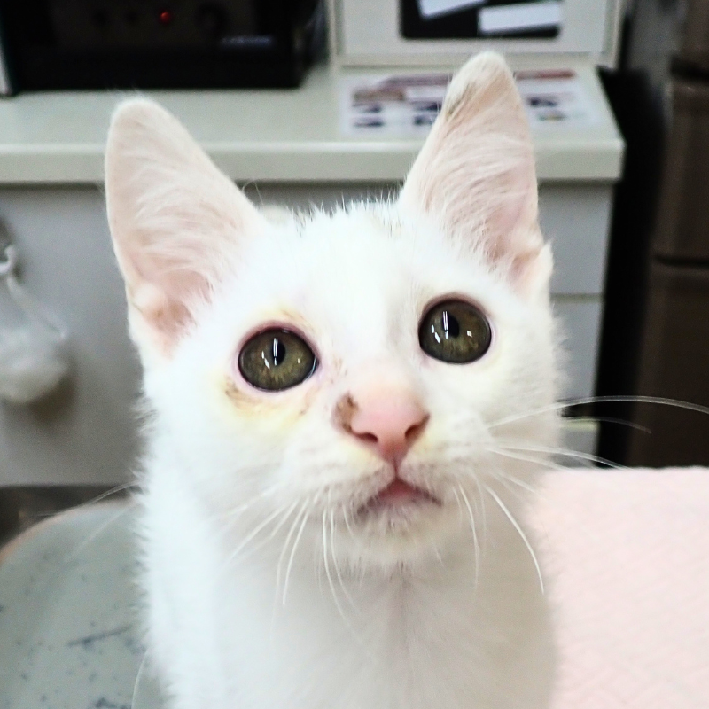里親募集中の猫