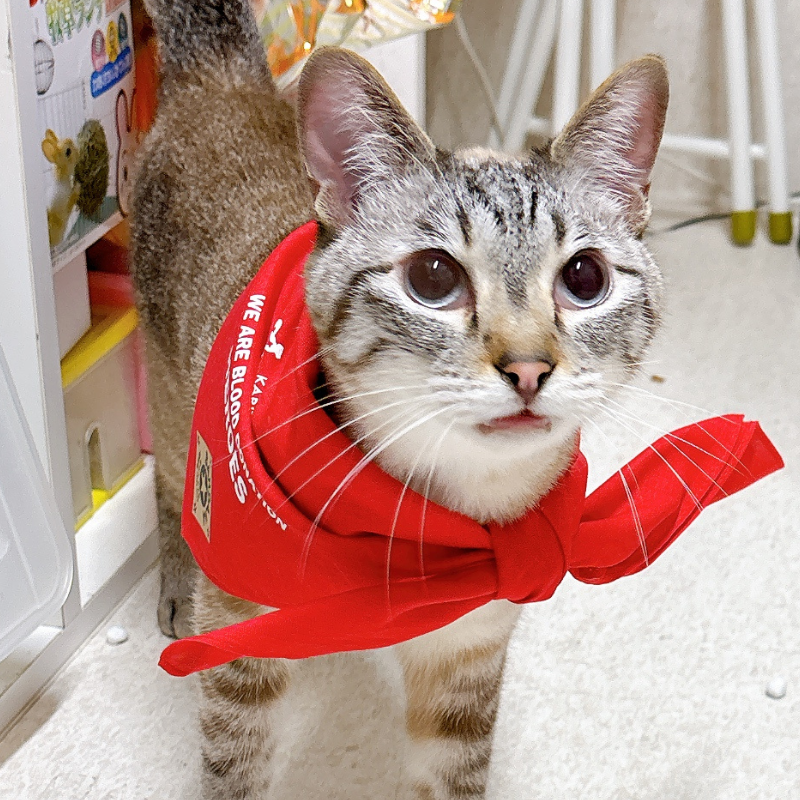 ミトちゃん